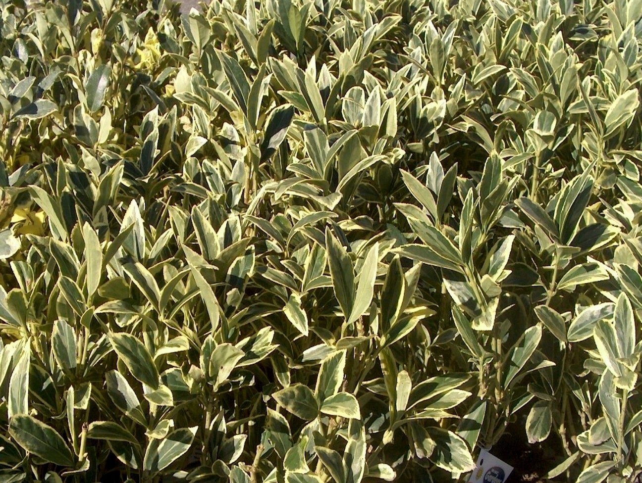 Online Plant Guide Ligustrum japonicum 'Jack Frost' / Jack Frost